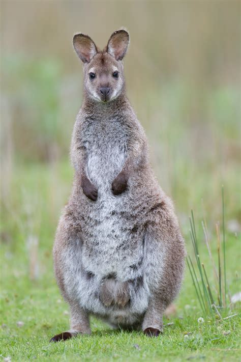 Wallaby Wallpapers Animal Hq Wallaby Pictures 4k Wallpapers 2019