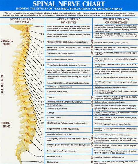 Anatomyofthesciaticnerve Nerves Of Spine Healing Remedies