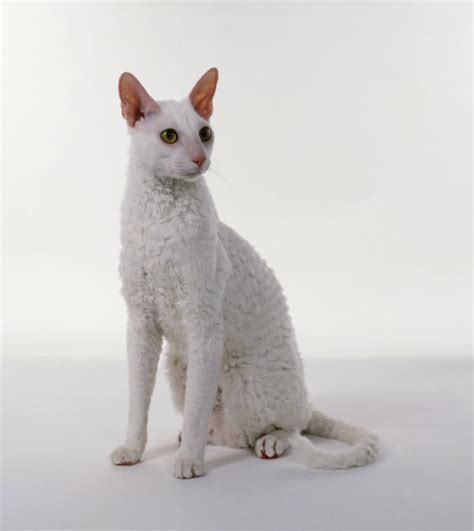 Cornish Rex Cat Breed Information Pictures Characteristics And Facts