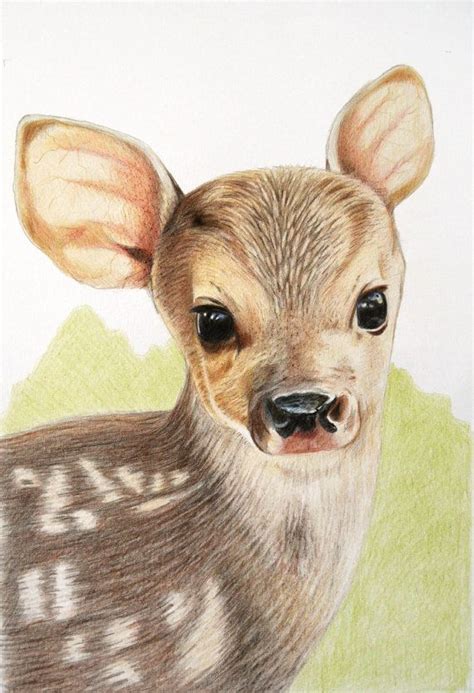 Original Art Fawn Deer Colour Pencil A4 Animal Drawing Fawn