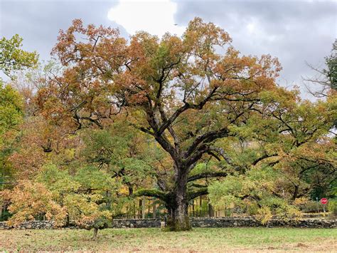 Oak Tree Symbolism In The Bible What Is The Spiritual Meaning Of It