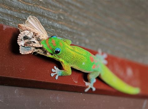 Also Known As The Mascot Of Geico The Gold Dust Day Gecko Is Native To