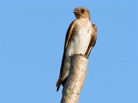 Northern Rough Winged Swallow Ebird