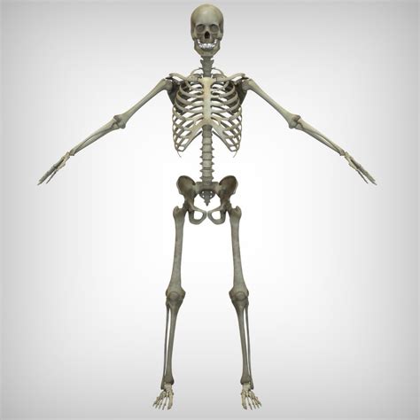 Skeletal 3d Model