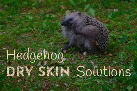 Hedgehog Dry Skin Solutions Heavenly Hedgies