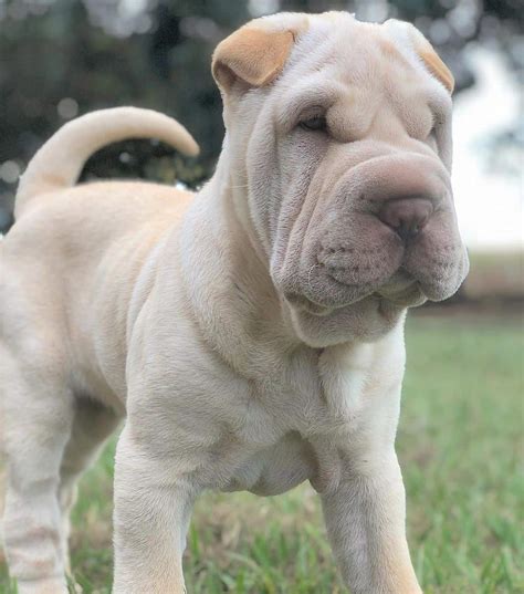 Pictures Of Sharpei Puppies Pin On Peace Love Pitbulls We Are