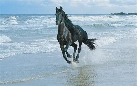 Horse Riding Along The Sea Shore Wallpapers And Images Wallpapers