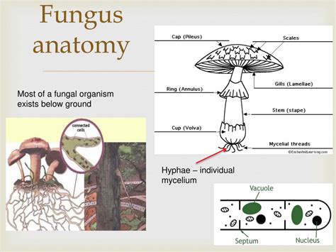 Ppt Fungi Powerpoint Presentation Free Download Id2684825