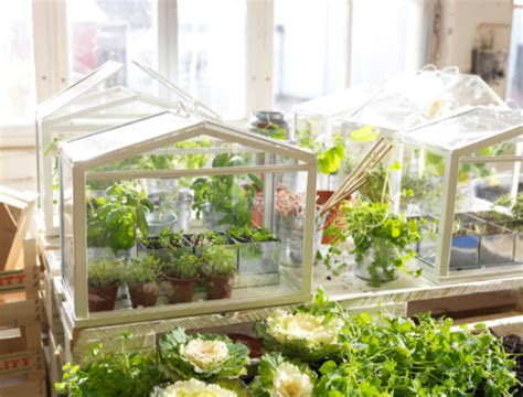 Diy Make Your Own Mini Greenhouse The Joy Of Plants