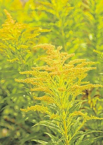 Allergies Blame Ragweed Not Goldenrod Ragweed Identify Poison Ivy