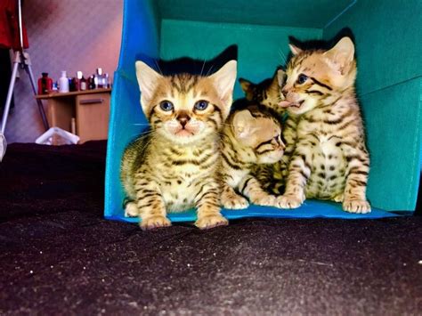 bengal pure breaded kittens for sale adoption from hamilton auckland classifieds