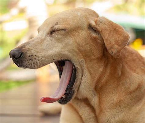 Why Do Dogs Curl Their Tongues When They Yawn 9 Reasons Zooawesome