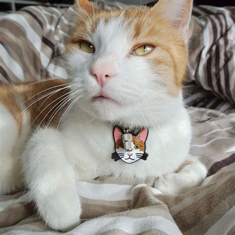 An Orange And White Cat Laying On Top Of A Bed