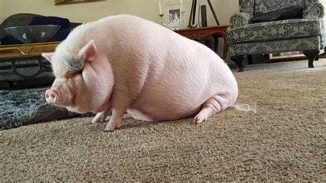 Los Angeles Mini Pig Grows Into Giant Therapy Pet