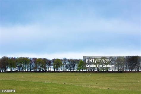 Treeline Photos And Premium High Res Pictures Getty Images