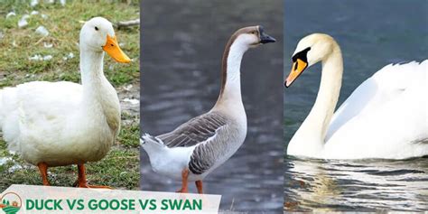 Duck Vs Goose Vs Swan What Are The Differences And Similarities