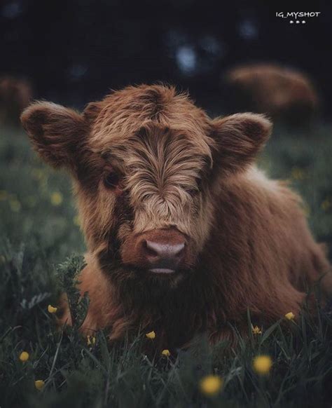 Baby Cows Cute Cows Baby Elephants Fluffy Cows Fluffy Animals