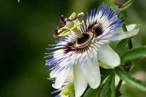 Pruning Passion Flowers When And How Plantura