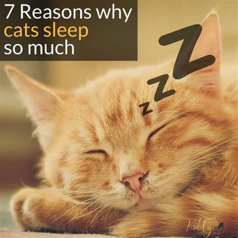 Why Do Cats Sleep So Much 7 Reasons You Need To Know