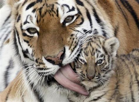 21 Amazing Pictures From Animal Kingdom Show How Moms Protect And Care