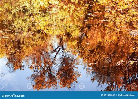 Water With Reflections Of Autumn Trees Stock Image Image Of Color