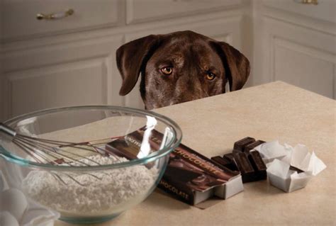 Chocolate Toxicity In Dogs Annandale Animal Hospital
