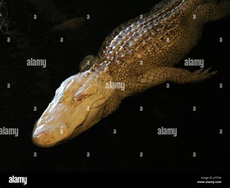 White Alligator Albino Hi Res Stock Photography And Images Alamy