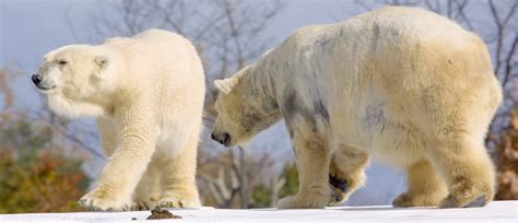 Polar Bear Killed During Breeding Attempt Gone Wrong The Daily Caller