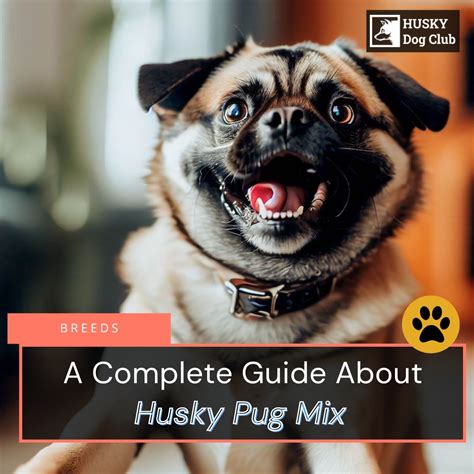 Husky Pug Mix A Complete Guide To The Hug Dog