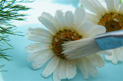 Most shoes are not meant to go in the dryer, so place a couple silica gel. Drying daisies with silica gel sand | Dried Flower Crafts