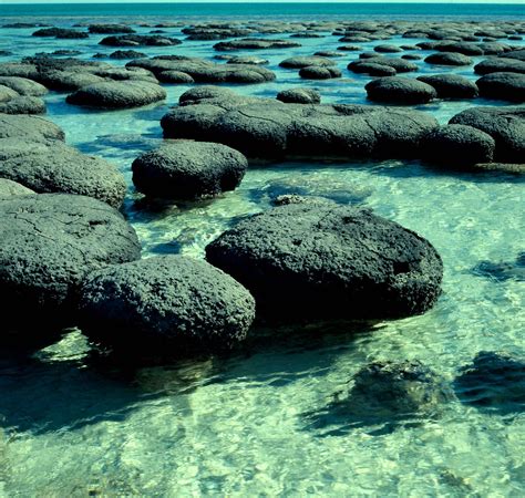 Stromatolites Shark Bay Stromatolites In Shark Bay Wa Flickr