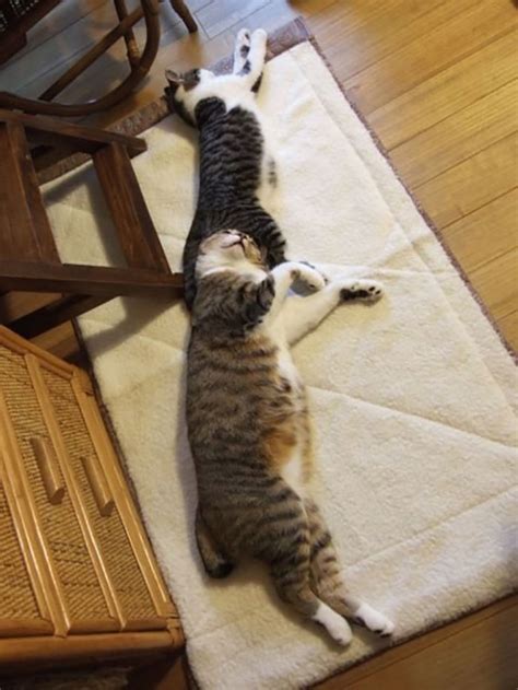 35 Times People Caught Their Cats Sleeping Together In Such Weird Positions They Just Had To