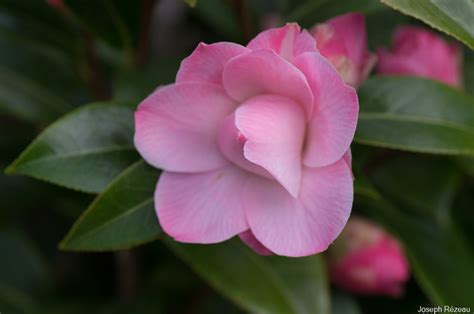 Camellia Japonica X Williamsii ‘buttons And Bows Le Jardin De Papi Jo