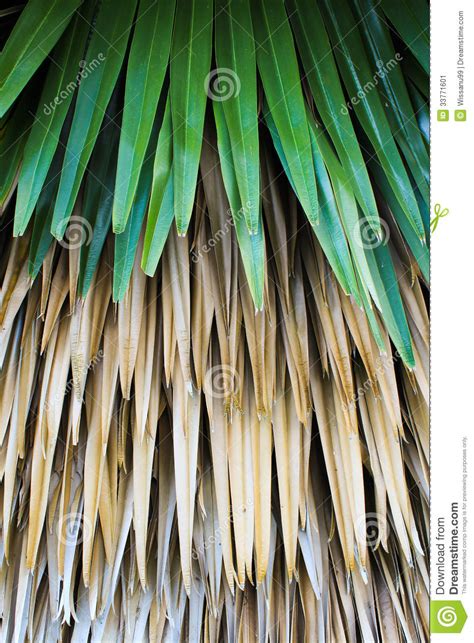 Palm Leaves Stock Image Image Of Isolated Leaf Frond 33771601