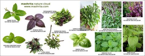 18 Types Of Basil Tulsi The Herb Is Loved All Over The World