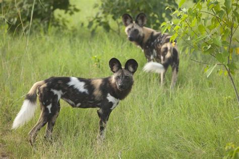 Ten Facts About The African Wild Dog African Wild Dog Wild Dogs