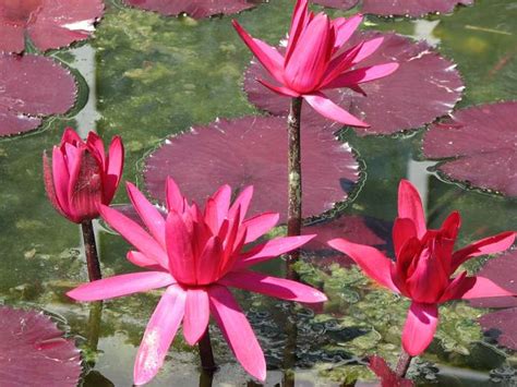 Blooming Flora Floral Flowers Lillies Lily Pads Pink Pink