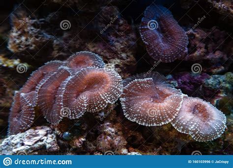 Underwater Shot Of Mushroom Coral Fungiidae Colony On The Reef In The