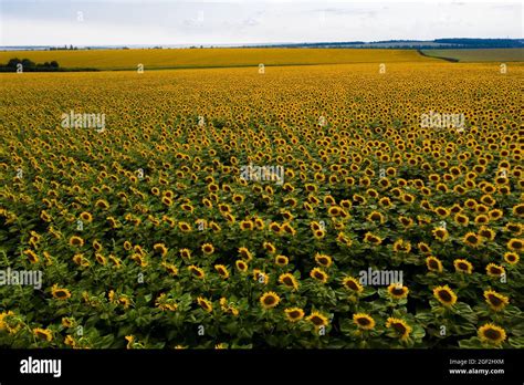 Aerial Flower Field Hi Res Stock Photography And Images Alamy