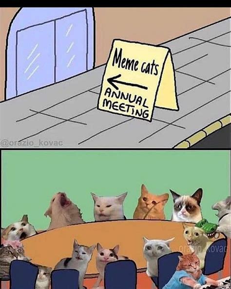 Pin By Nameless On Lol In 2020 Funny Memes Funny Cat Memes Stupid