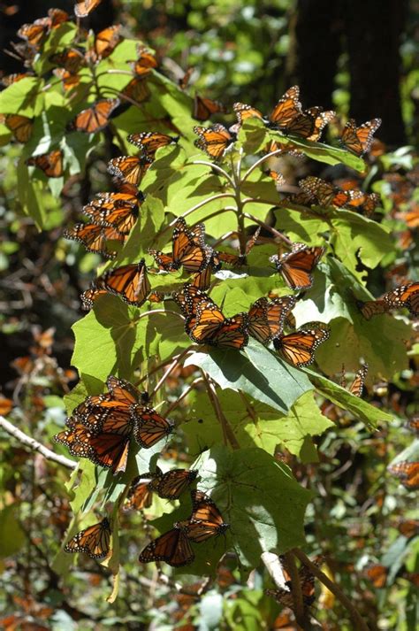 Conoce Seis Santuarios Donde Puedes Visitar A La Mariposa Monarca Idea Politica Mx