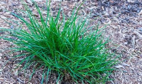 35 Common Types Of Weeds Identification Names And Pictures 2023