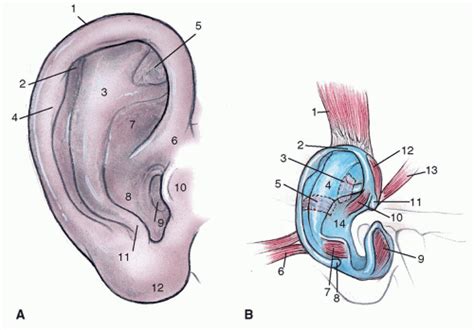 Otoplasty Anatomy Embryology And Technique Ento Key