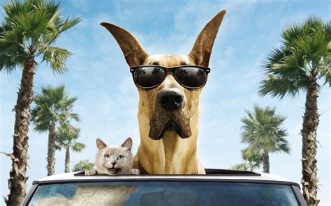 Wallpaper Cat And Dog Funny Smile Car Sunglasses Wallpaper For You