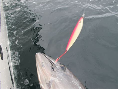 Bluefin Jigging Popping In Cape Cod In Page Saltwater Fishing Discussion Board