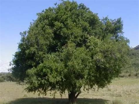 Coronilla Árbol Autóctononativo 30cm Meses Sin Intereses