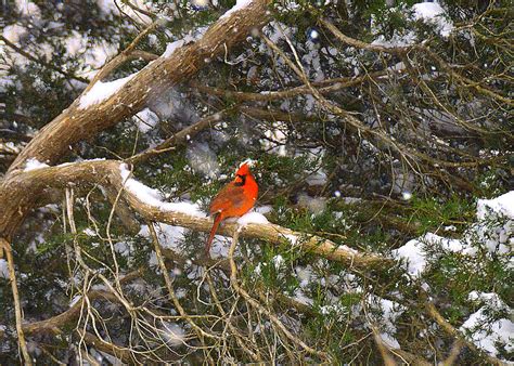 Snowy Winter Northern Cardinal Photograph By Dianne Sherrill Fine Art
