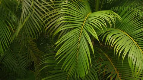 Striped Green Palm Tree Leaves In Wilderness Of Jungle Forest Nature