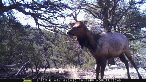 Bull Elk Of Adonia Youtube