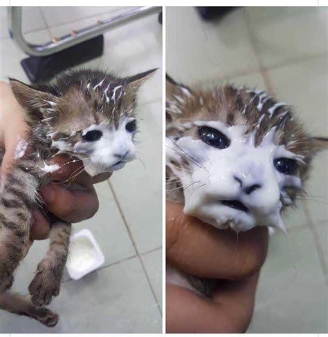 Cat With Milk On Face Meme Discover More Interesting Animal Cat Cute